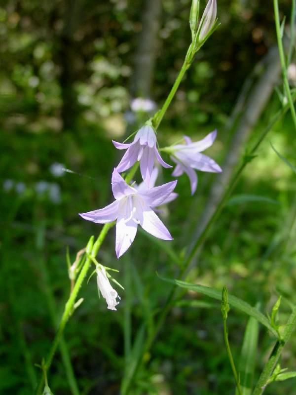 Campanula rapunculus / Raperonzolo